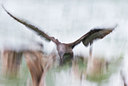 BUITEN BEELD Foto: 68356