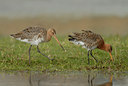BUITEN BEELD Foto: 68369