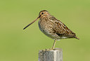 BUITEN BEELD Foto: 68473