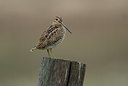 BUITEN BEELD Foto: 68475