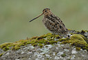 BUITEN BEELD Foto: 68476