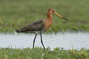 BUITEN BEELD Foto: 68479