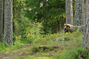 BUITEN BEELD Foto: 68707