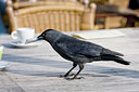 BUITEN BEELD Foto: 68741