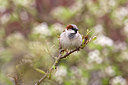 BUITEN BEELD Foto: 68747