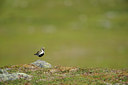 BUITEN BEELD Foto: 68754