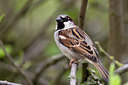 BUITEN BEELD Foto: 68761