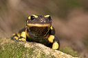 BUITEN BEELD Foto: 68839