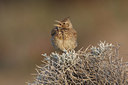 BUITEN BEELD Foto: 68879