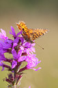BUITEN BEELD Foto: 68919