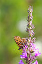 BUITEN BEELD Foto: 68922