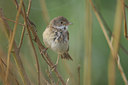 BUITEN BEELD Foto: 6026