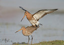 BUITEN BEELD Foto: 6028