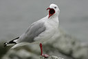 BUITEN BEELD Foto: 6178