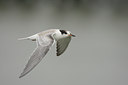 BUITEN BEELD Foto: 6405