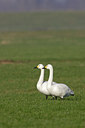 BUITEN BEELD Foto: 6419