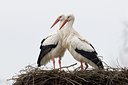 BUITEN BEELD Foto: 69103
