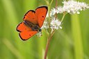 BUITEN BEELD Foto: 69130