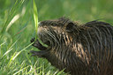 BUITEN BEELD Foto: 69249