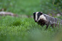 BUITEN BEELD Foto: 69288