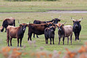 BUITEN BEELD Foto: 69464