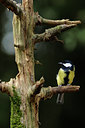 BUITEN BEELD Foto: 69543