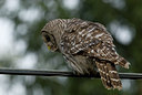 BUITEN BEELD Foto: 69553