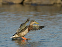 BUITEN BEELD Foto: 69554