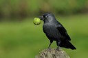 BUITEN BEELD Foto: 69627