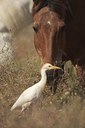 BUITEN BEELD Foto: 69718