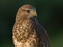 BUITEN BEELD Foto: 69778