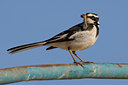 BUITEN BEELD Foto: 69853
