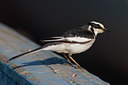 BUITEN BEELD Foto: 69857