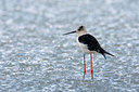 BUITEN BEELD Foto: 69875