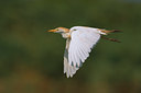 BUITEN BEELD Foto: 69909