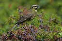 BUITEN BEELD Foto: 69928