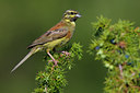 BUITEN BEELD Foto: 69929