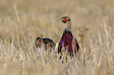 BUITEN BEELD Foto: 69958