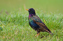 BUITEN BEELD Foto: 70003