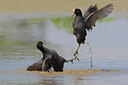 BUITEN BEELD Foto: 70041