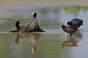 BUITEN BEELD Foto: 70069