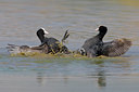 BUITEN BEELD Foto: 70087