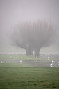 BUITEN BEELD Foto: 70097