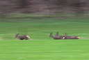 BUITEN BEELD Foto: 70103