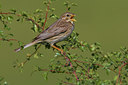 BUITEN BEELD Foto: 70109