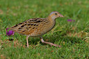 BUITEN BEELD Foto: 70117