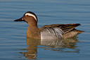BUITEN BEELD Foto: 70178