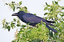 BUITEN BEELD Foto: 70191