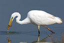 BUITEN BEELD Foto: 70220