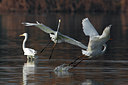 BUITEN BEELD Foto: 70230